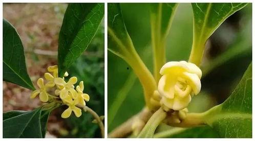 娱乐吃瓜酱桂花树